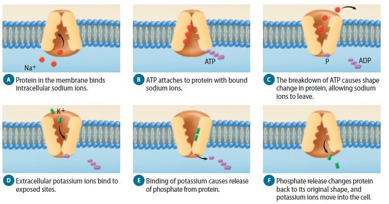 Active Transport Na + /K + ATPase pumps Are found in the plasma membrane of animal
