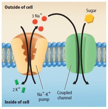 Active Transport Na + /K + ATPase pumps Large molecules like sugar need to move against a concentration gradient into the cell.