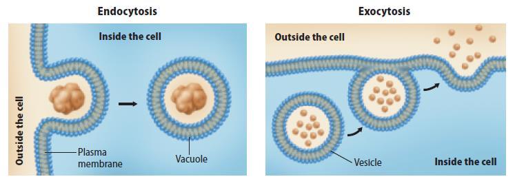 Transport of Large Particles Endocytosis is the process by which a cell surrounds an object in the outside