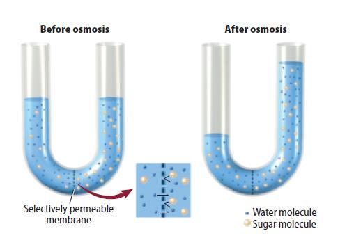 Osmosis: Diffusion of Water How osmosis works Osmosis is the diffusion of water across a selectively permeable membrane.