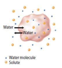 Osmosis: Diffusion of Water Cells in an isotonic solution An isotonic solution has the same concentration of water and