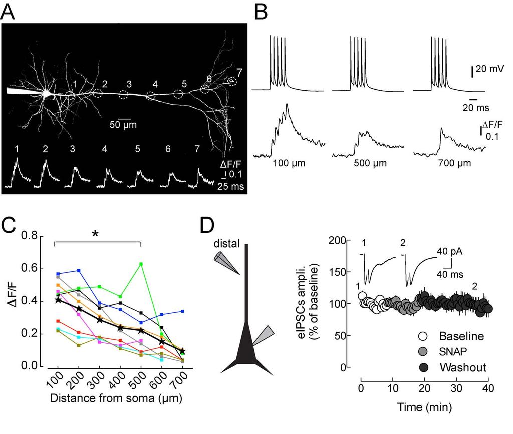 Figure 8. Pyramidal neuron dendritic Ca 2+ dynamics and lack of NO sensitivity of distal GABAergic synapses.