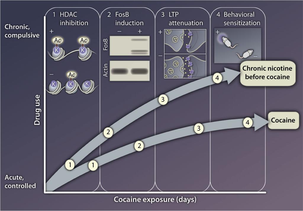 following cocaine exposure and cocaine preference (Levine 2011) (Fig 6). Fig 6 Nicotine pretreatment increases cocaine effects.