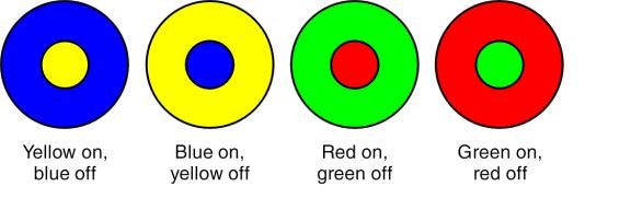 Color Vision Systems Primate retina contains 3 types of photoreceptors Each cone uses a different opsin which is sensitive to a particular wavelength (blue, red, green), supporting trichromatic