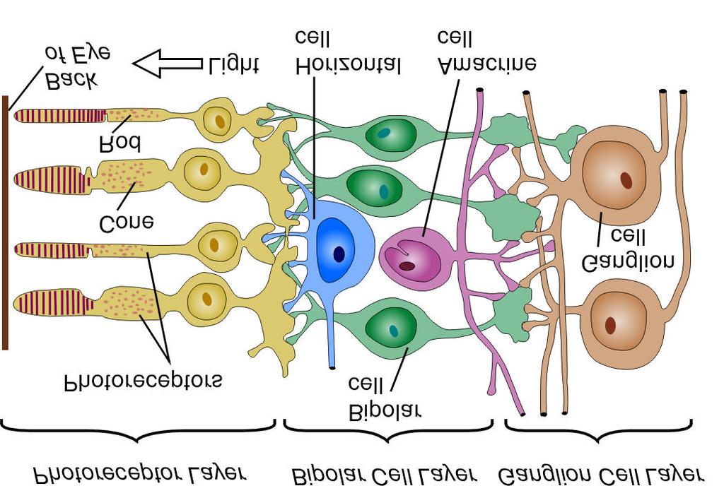 Retinal Circuitry Adapted from Dowling, J.E., and Bo