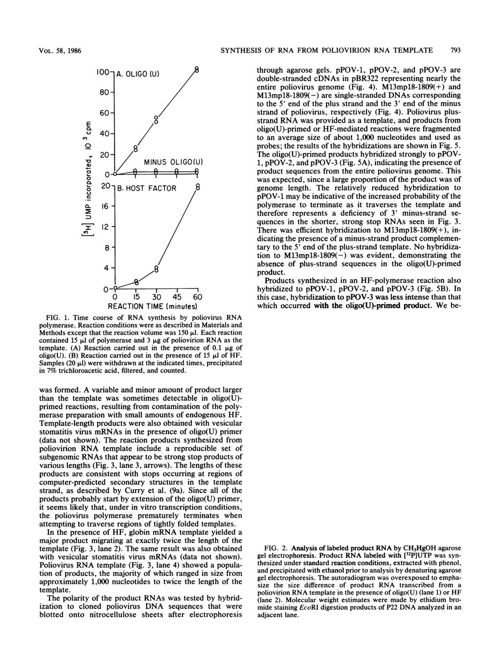 VOL. 58, 1986 SYNTHESIS OF RNA FROM POLIOVIRION RNA TEMPLATE 793 E CL r CL ~ a 15 3 45 6 REACTION TIME (minutes) FIG. 1. Time course of RNA synthesis by poliovirus RNA polymerase.