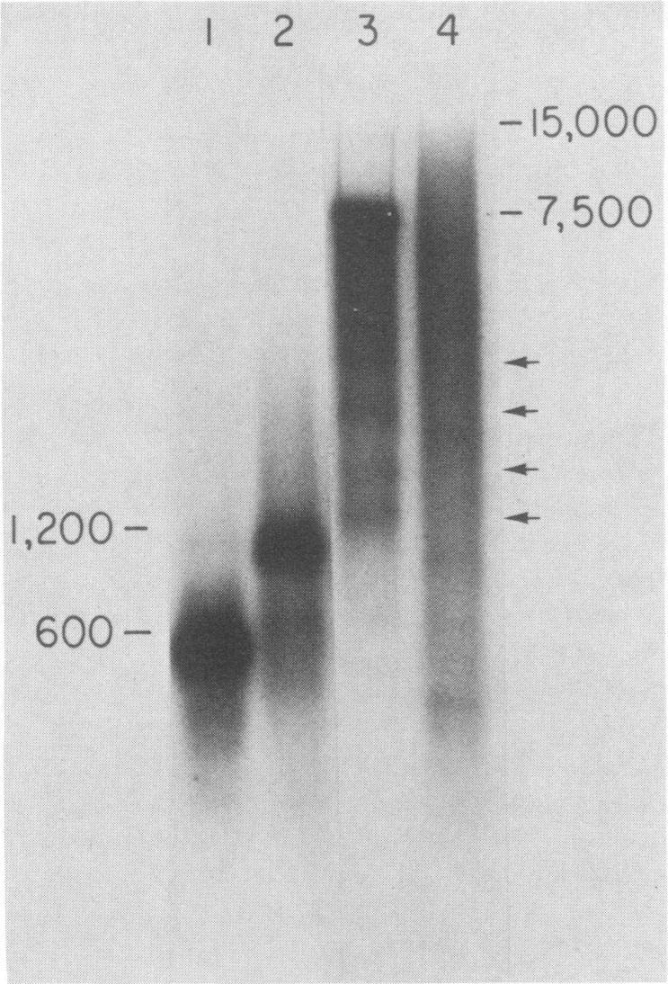 Self-annealing of these fragments would effectively prevent them from hybridizing to ppov-3. The HF products hybridized, as expected, to M13mpl8-189(+) (Fig. 5B).