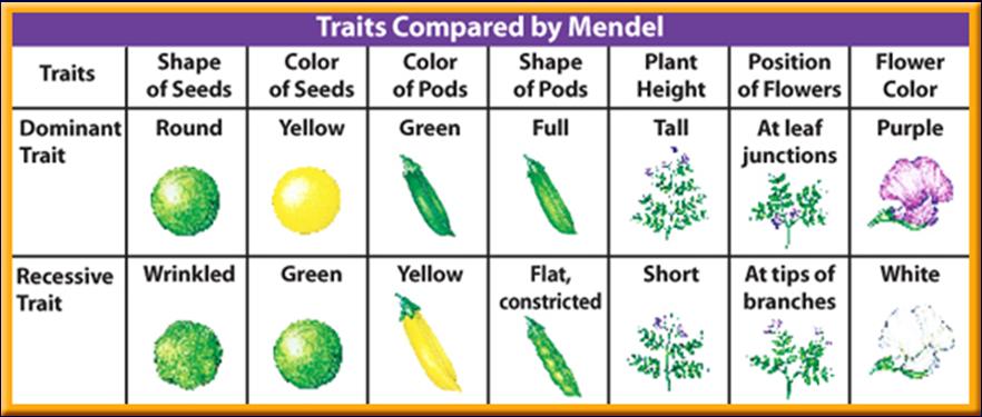 /6/204 in a Garden Each time Mendel studied a trait, he crossed two plants with different expressions of the trait and found that the new plants all looked like one of the two parents.