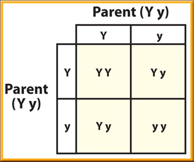 /6/204 Making a Punnett Square Question How did Gregor Mendel use