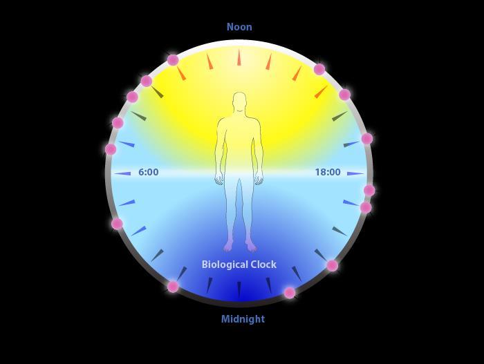 2.5 Circadian adaptation to time zone changes Monitor the internal body clock after