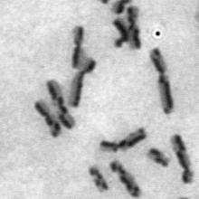 si p <. si si SCEs per chromosomes per metaphase 5 5 p <. Figure S2.