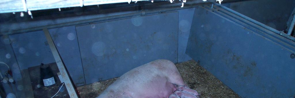 The farrowing pen has many potentials to improve both welfare, health and