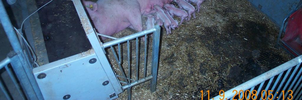 the farrowing crates needs also to be larger Economic evaluations should