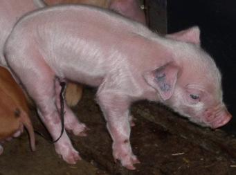 Birth surveillance during night time To assists sows during difficult farrowing Split nursing during colostrum uptake To assure all piglets