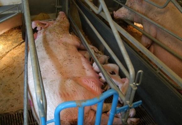 CHANGE BREEDING Fewer, but heavier piglets: Reduce number of weaned piglet Reduce mortality rate Increase weaning weight Increase growth til