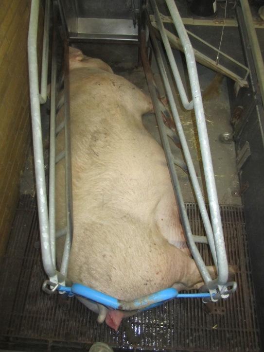 Growth in slaughterunit? Increased labour costs Can the farrowing crate accomodate more piglets?