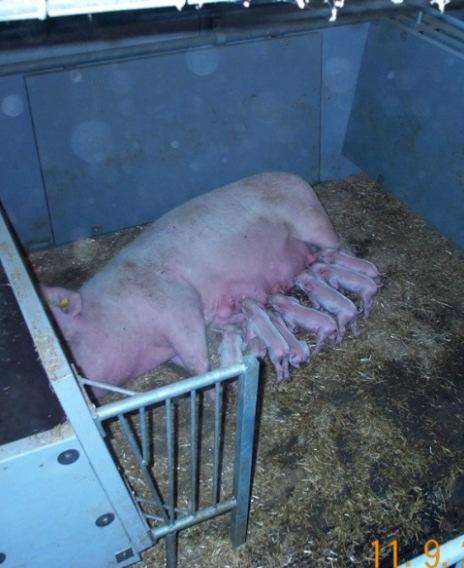 farrowing and lactation in 2020 Commercial pens