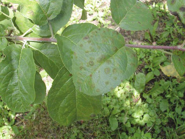 The best way to avoid summer scab is to efficiently control primary infections. Severity of summer infection also depends on temperature and duration of leaf wetness.