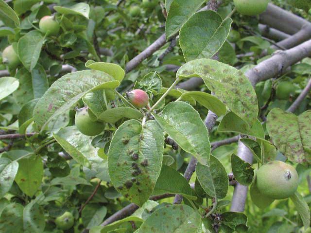 Development of fungicide resistance There are several possible reasons why a fungicide fails to control apple scab: spray operator error or poor sprayer calibration, excessive wind or wash off by