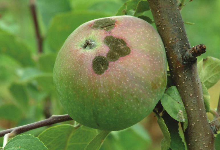 If it is not properly controlled, it will cause scab lesions on fruits that will reduce fruit quantity and value. Flowers: Lesions on flowers resemble those on the leaves.
