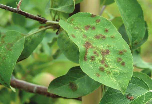 Symptoms: Leaves and fruits are highly susceptible to apple scab when they are young and growing. Mature leaves and fruits gain resistance as they age.