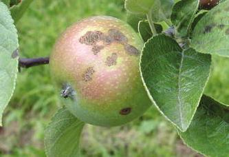 Apple scab generally does not kill the trees but it can cause defoliation, which will weaken the tree and influence its survival during winter conditions.