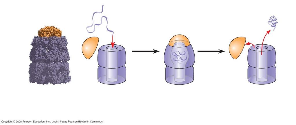 Fig. 5-24 Cap Polypeptide Correctly folded protein Hollow cylinder Chaperonin (fully assembled) Steps of Chaperonin Action: 1 An unfolded polypeptide enters the cylinder from one end.