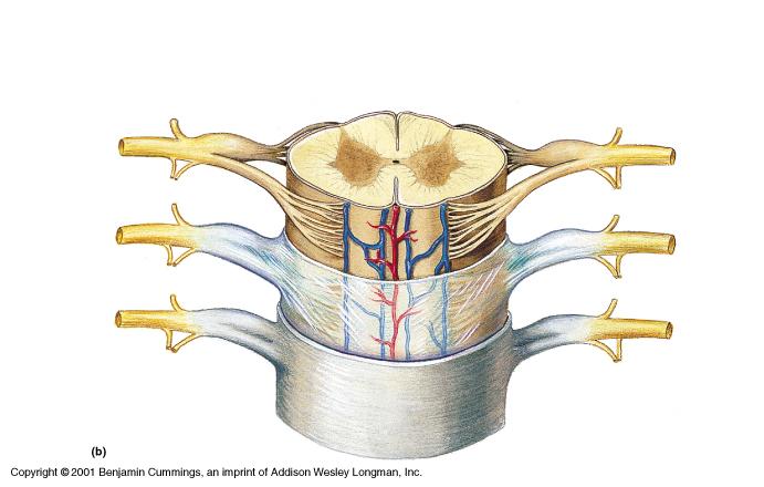 Spinal Cord C.S. White matter Dorsal root ganglion Ventral root Gray matter Dorsal root Meninges: Pia mater Arachnoid Dura mater Surrounding both the spinal cord and the brain are the meninges, a