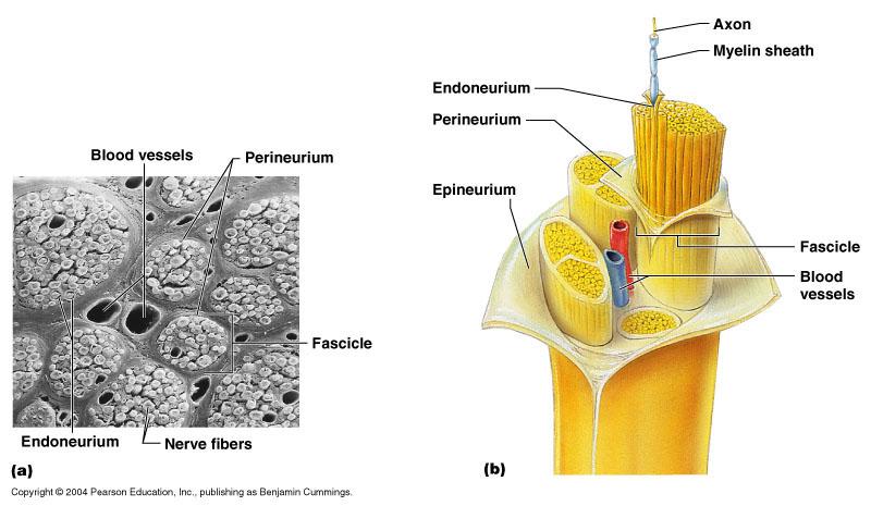 Structure of a Nerve Nerves are bundles of axon fibers