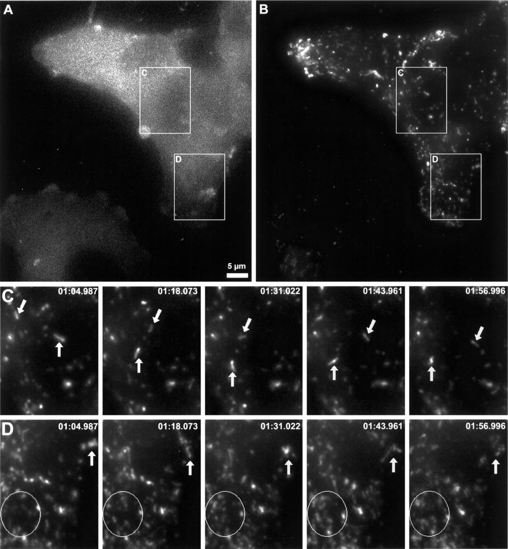 M.-N. Cordonnier et al. Figure 7. Latrunculin A treatment induces rapid BODIPY-TR pepstatin A filled compartment movements with a loss of directionality in a cell producing GFP-actin.