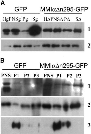 Actin and Myosin I in Lysosome Dynamic The Overexpression of GFP-MMI n295 Protein Affects the Association of Endogenous MM to Membrane Fractions We have previously shown that MM, one member of the