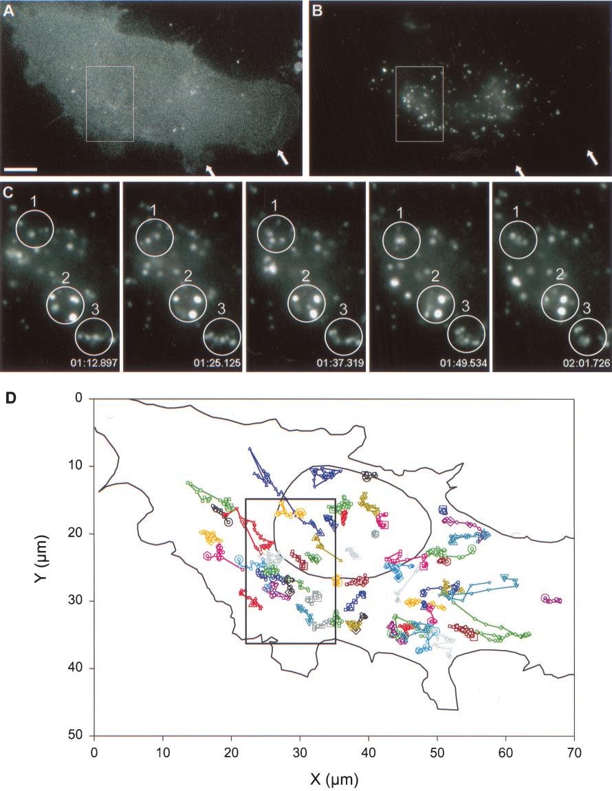 M.-N. Cordonnier et al. Figure 9. Analysis of the movement of BODIPY-TR pepstatin A filled compartments in cells producing GFP-MM n295 by time-lapse video microscopy.