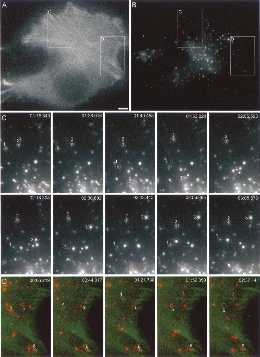 M.-N. Cordonnier et al. Figure 2. Analysis of BODIPY-TR pepstatin A-filled compartment movements in a cell producing GFP-actin by time-lapse video microscopy.