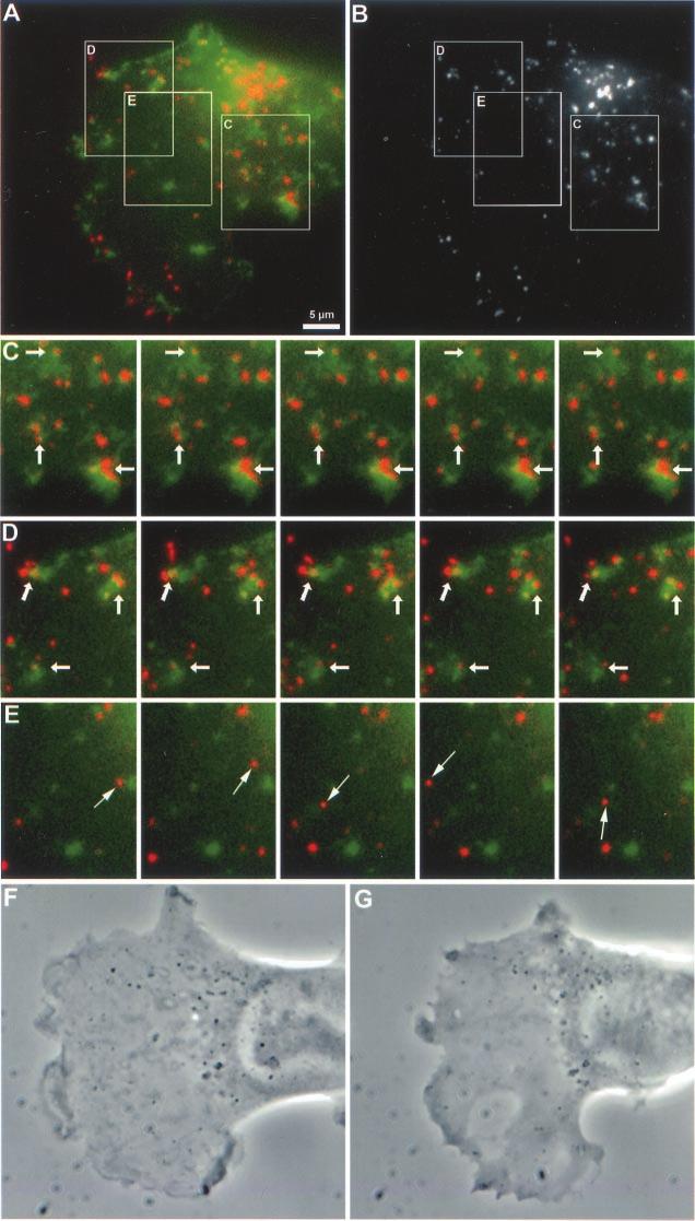 M.-N. Cordonnier et al. Figure 5. Cytochalasin D treatment immobilizes BODIPY-TR pepstatin A-filled compartments in actin patches in a cell producing GFP-actin.