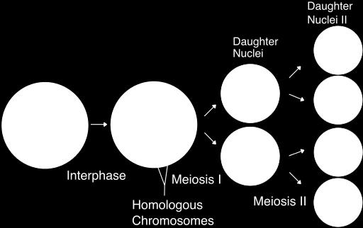Meiosis is Reduction Division Chromosome number is cut in half by separation of homologous chromosomes in diploid cells Meiosis Every individual has two sets of chromosomes.