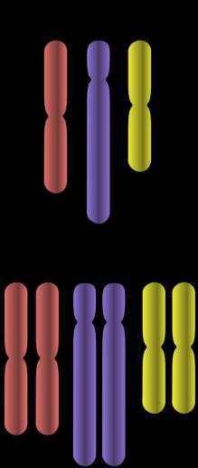 Chromosome Number in Body Cells vs.
