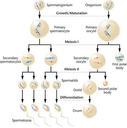meiosis. Oogenesis: the production of an egg cell (ovum).