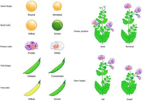 Mendel s Observations Mendel noticed differences in: Flower color Flower position Seed color Seed shape Pea pod