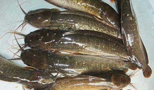 Catfish Interspecific Hybridization The hybridization between Asian