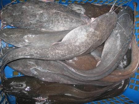 Asian catfish African catfish The hybrid is favored for Thai