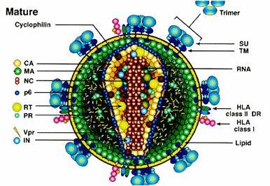 HIV Virus Just to show we