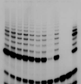 TELOMERASE ACTIVITY IN DU145 CELLS EXPOSED TO 2 -O- METHYL-RNA-PTOs OLIGOMERS Control OLIGOMERS 1 2 3 4 5 6 7 8 Blank +85 C TSR8 Quantification of