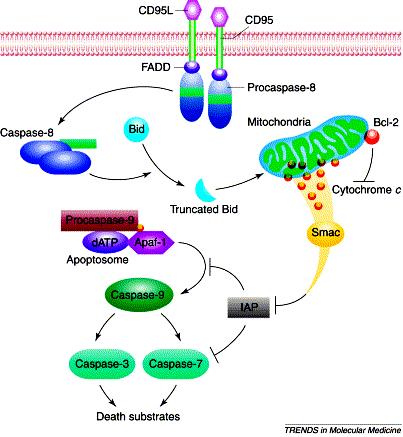 The anti-apoptosis protein SURVIVIN belongs to the family of IAPs