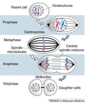 The anti-apoptosis protein SURVIVIN interacts with microtubules through its