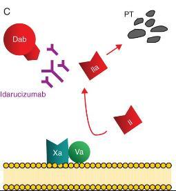 IDARUCIZUMAB Brand name: Praxbind Monoclonal antibody for reversal of dabigatran Approved