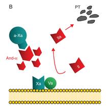 ANDEXANET ALFA Recombinant modified human factor Xa decoy protein Reverses anticoagulation activity for both direct and indirect Factor Xa inhibitors