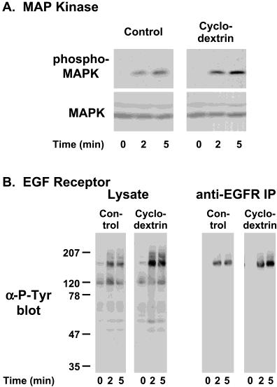 Effects of Cholesterol Depletion on EGF Signaling Biochemistry, Vol. 41, No. 32, 2002 10317 Western-blotted using anti-phosphotyrosine antibodies.