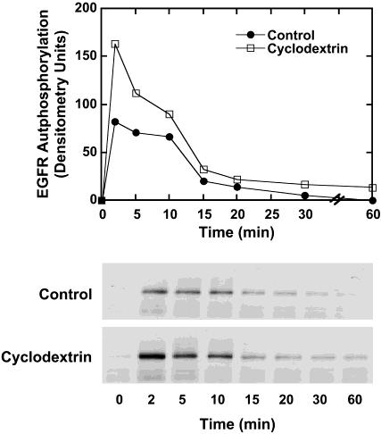 10318 Biochemistry, Vol. 41, No. 32, 2002 Pike and Casey FIGURE 2: Time course of EGF receptor autophosphorylation in control and cholesterol-depleted cells.