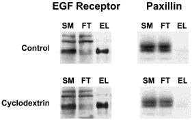 Effects of Cholesterol Depletion on EGF Signaling Biochemistry, Vol. 41, No. 32, 2002 10319 FIGURE 5: Cell surface biotinylation of control and cholesteroldepleted cells.