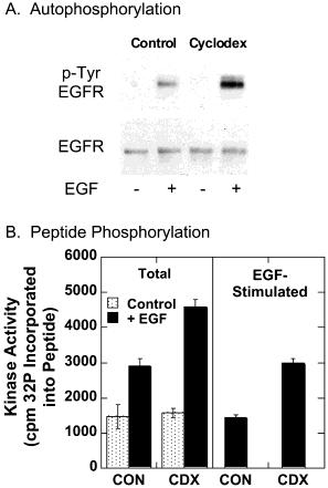10320 Biochemistry, Vol. 41, No. 32, 2002 Pike and Casey FIGURE 7: In vitro kinase activity of EGF receptors derived from control and cholesterol-depleted cells.